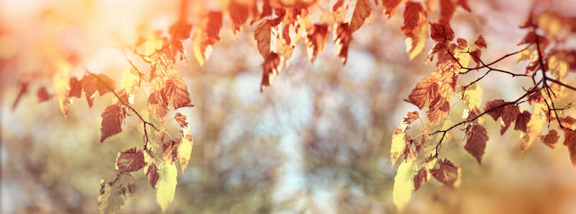 秋天的金黄颜色叶子的树在森林里的树枝上