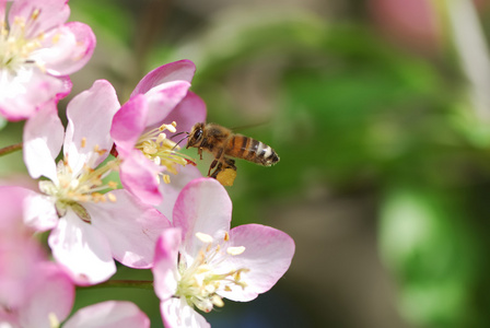 飞蜂蜜