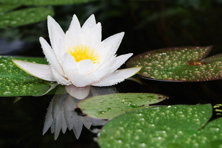 莲花 荷花 忘忧果 落拓枣