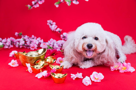 狗在中国农历新年节日在红色背景的设置