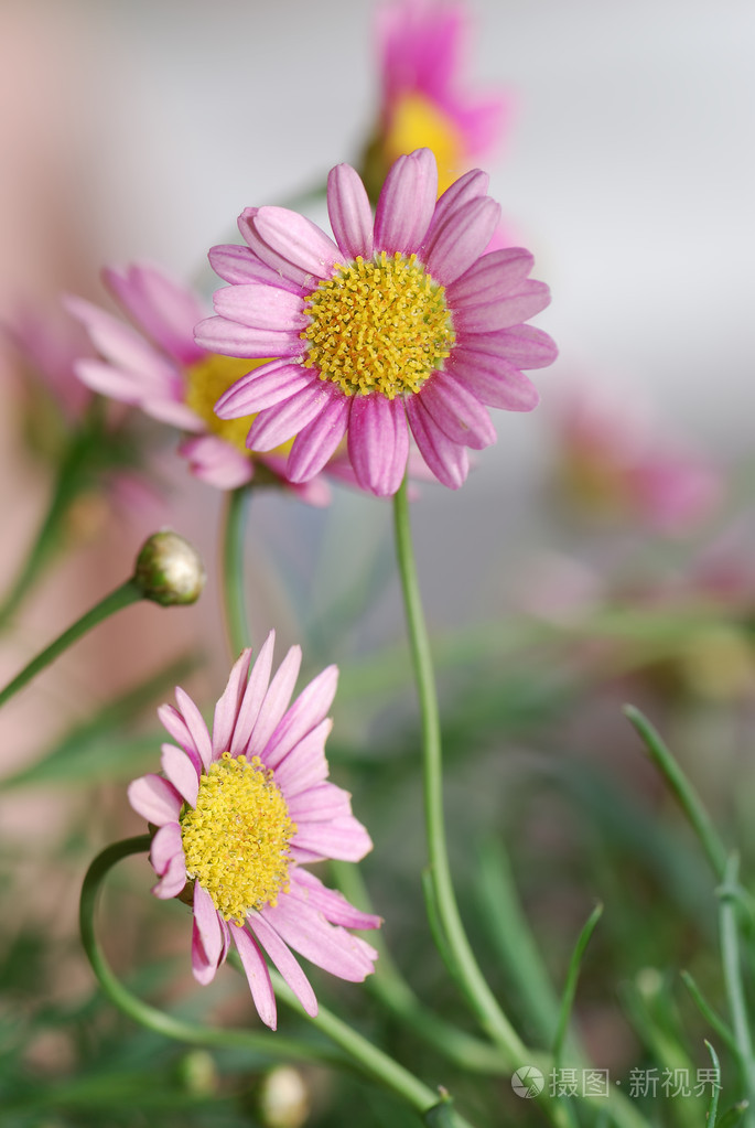 雏菊花daisy的名词复数菊科植物非常新鲜精神饱满