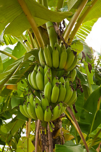 前面树上的一组绿生香蕉