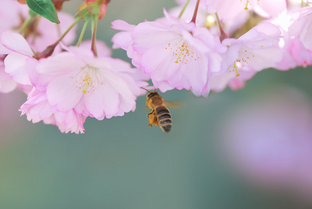 粉红樱花蜜蜂图片