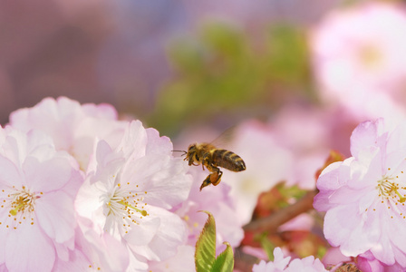 粉红樱花蜜蜂图片