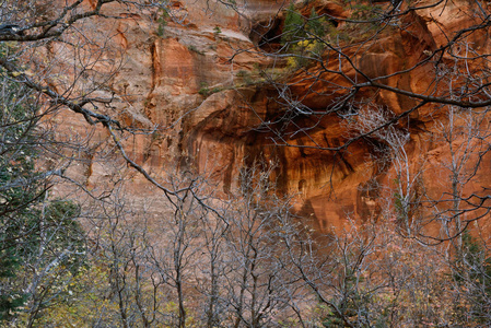 贝蒂角的骨骼森林和北面, Kolob, 锡安国家公园, 犹他州