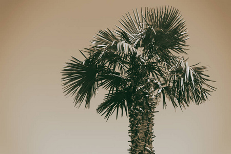 在澳大利亚, 棕榈的树枝在晴朗的天空中