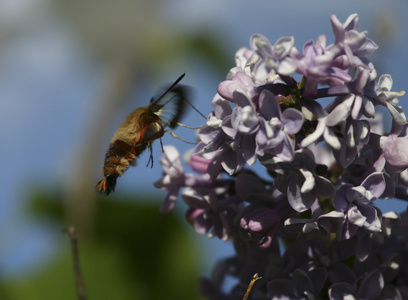 蜂蜂