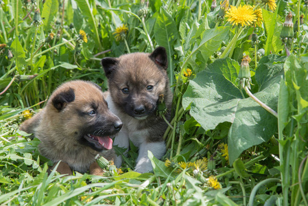两只小狗西伯利亚狗在绿草上与蒲公英我