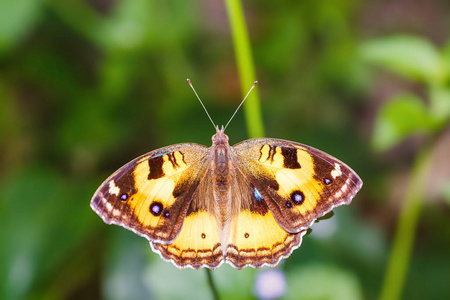 黄三色堇 Junonia hierta 蝶