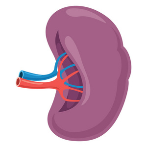 脾插画-脾手绘-脾卡通图-摄图新视界
