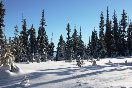 树木在深深的雪中穿行