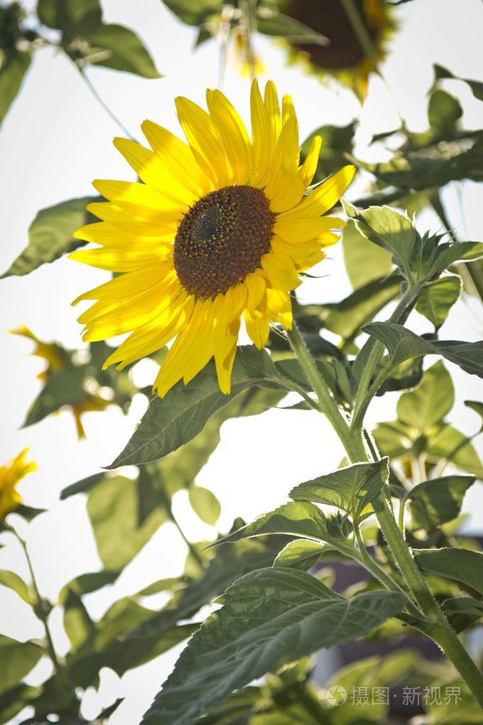 美丽的黄色普通向日葵