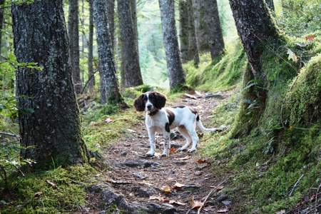 工作英国史宾格犬林地足迹