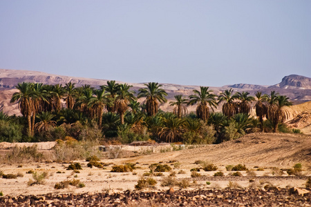 阿拉伯沙漠绿洲中的枣树