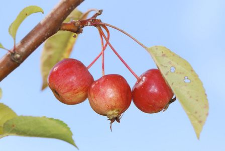 苹果，苹果树 apple的名词复数  美国口语棒球 美国英语保龄球坏球 苹果属植物的果实如野生酸苹果沙果