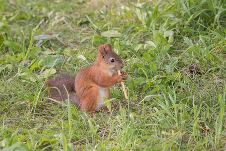 美丽的 redhaired 松鼠坐在草地上的公园和 eati