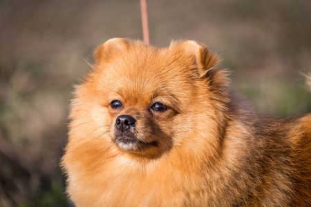 可爱的博美犬斯皮茨狗的肖像