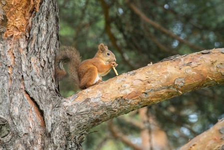 美丽的松鼠坐在一个松树分行在公园和吃