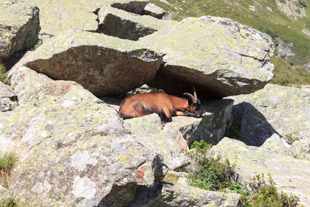 山山羊在岩石在南蒂罗尔阿尔卑斯