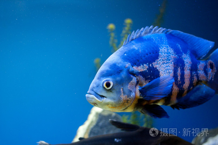 大蓝色海鱼在海中水下水下