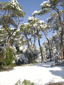 巴塞罗那白雪覆盖的森林