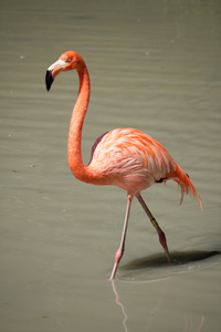粉红色的火烈鸟在湖边散步