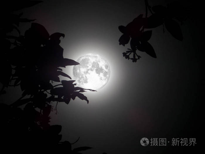 超级月亮在黑暗的天空和剪影树