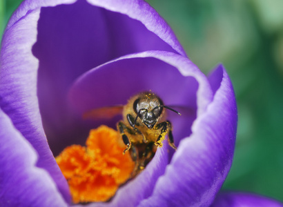 蜜蜂和番红花