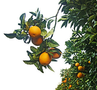 成熟的橘子树上
