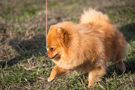 可爱的博美犬斯皮茨狗的肖像