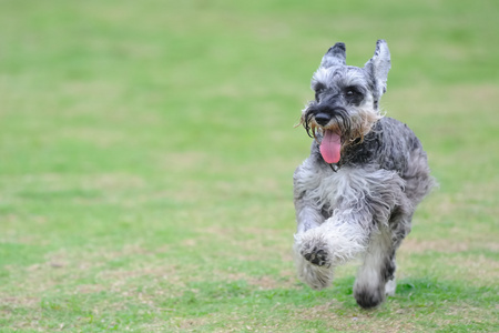 小型犬图片 小型犬素材 小型犬插画 摄图新视界 小型犬图片 小型犬素材 小型犬插画 摄图新视界