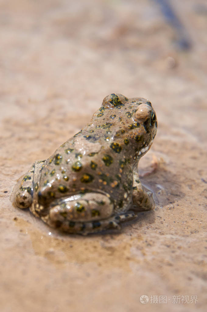 河蛙(岩石切里).