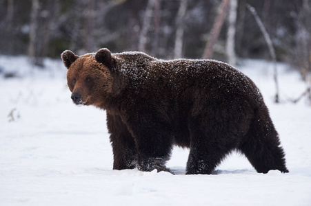 棕熊在雪中