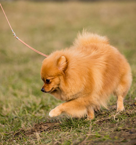 可爱的博美犬斯皮茨狗的肖像