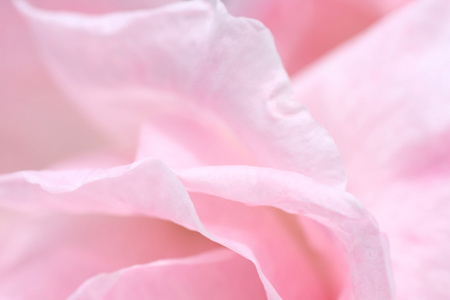 可爱的粉红色玫瑰花瓣特写