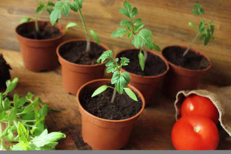 年轻的番茄幼苗上木 backdround。园艺的概念