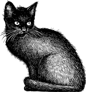 一只黑色的小猫的剪影图片