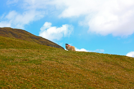 苏格兰风景和一只羊