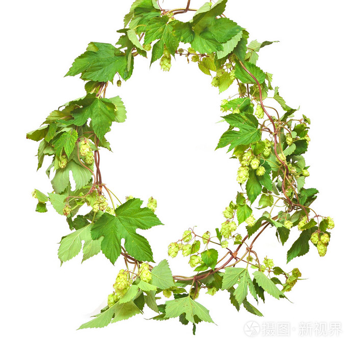 白色背景上的跳跃分支