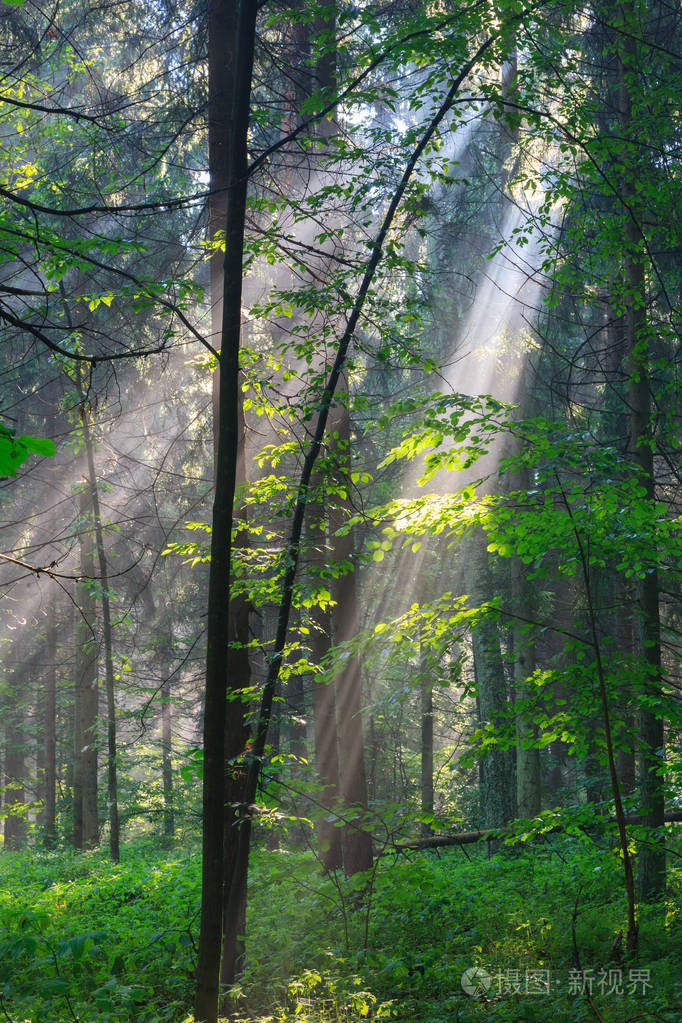 阳光明媚的早晨在森林与角树分支照亮, bialowieza 森林, 波兰, 欧洲