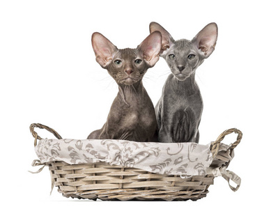 两只 peterbald 的小猫坐在柳条筐里