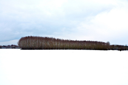 冬天有雪覆盖的田野的树