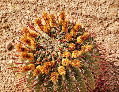 巴雷尔仙人掌荒漠植物园凤凰arizona