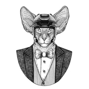 东方猫与大耳朵动物穿夹克与弓领带和曲棍球头盔或 aviatior 头盔。优雅的曲棍球运动员。图像为纹身, tshirt, 徽章