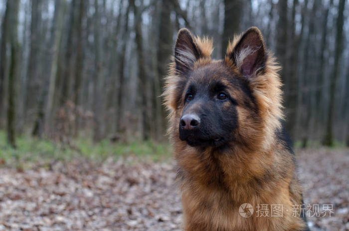 年轻蓬松德国牧羊犬在森林里的肖像。与宠物户外散步