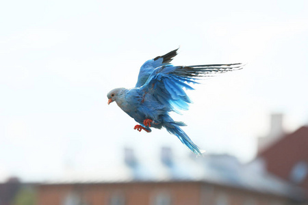 显示在华沙, 波兰的彩色鸽子照片