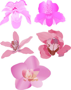 五个粉红色兰花
