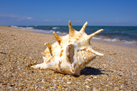 海中软体动物的壳,贝壳照片