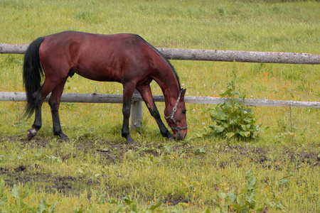 蓝天平原马吃草在平原与蓝天照片