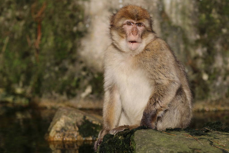 自然景观中的巴巴里猕猴